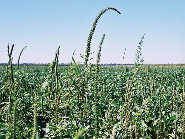 Some Arkansas growers struggling to control weeds such as Palmer amaranth are seeking compromises to allow broader use of dicamba herbicides. (DTN photo by Greg Horstmeier)